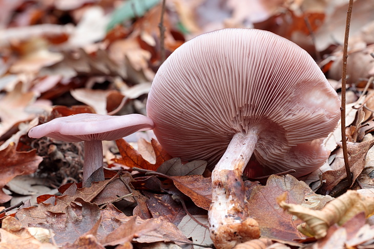 Ritrovamenti di oggi